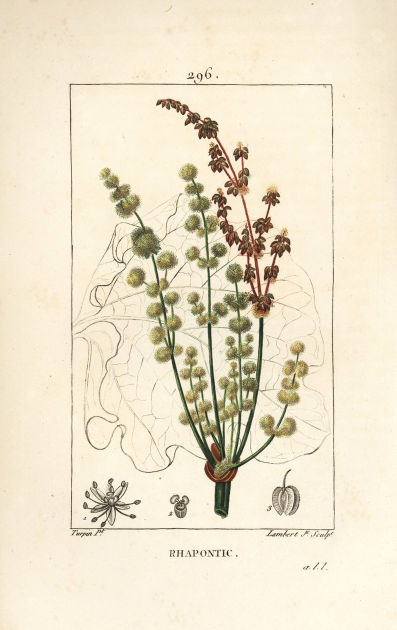 Yabani ravent - Rhapontic veya sahte ravent, Rheum rhapontium, çiçek, sap, tohum ve yaprak anahatlı. Chaumeton, Poiret ve Chamberet
