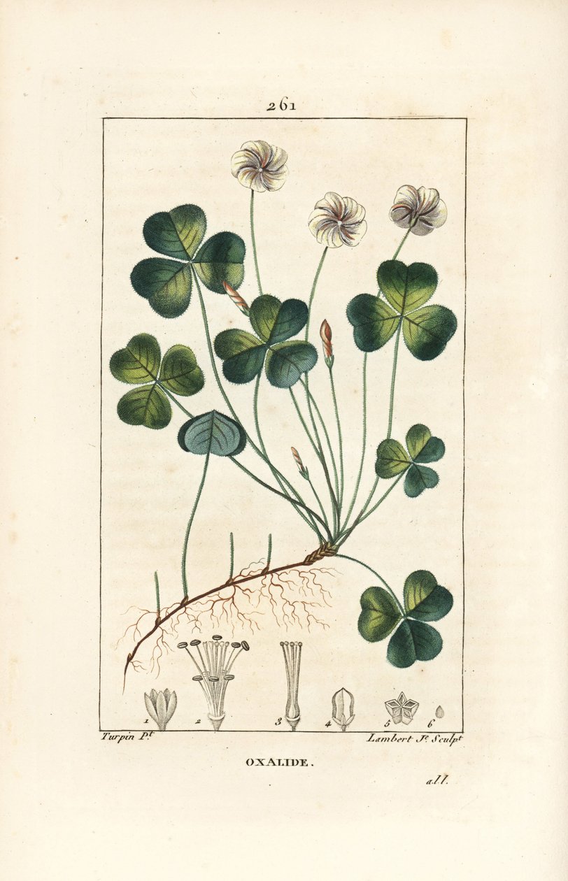 Ahşap kuzukulağı, Oxalide (oxalis) des bois - Ahşap kuzukulağı, çiçek, yaprak, sap, tohum ve kök ile Oxalis acetosella. Chaumeton, Poiret ve Chambere