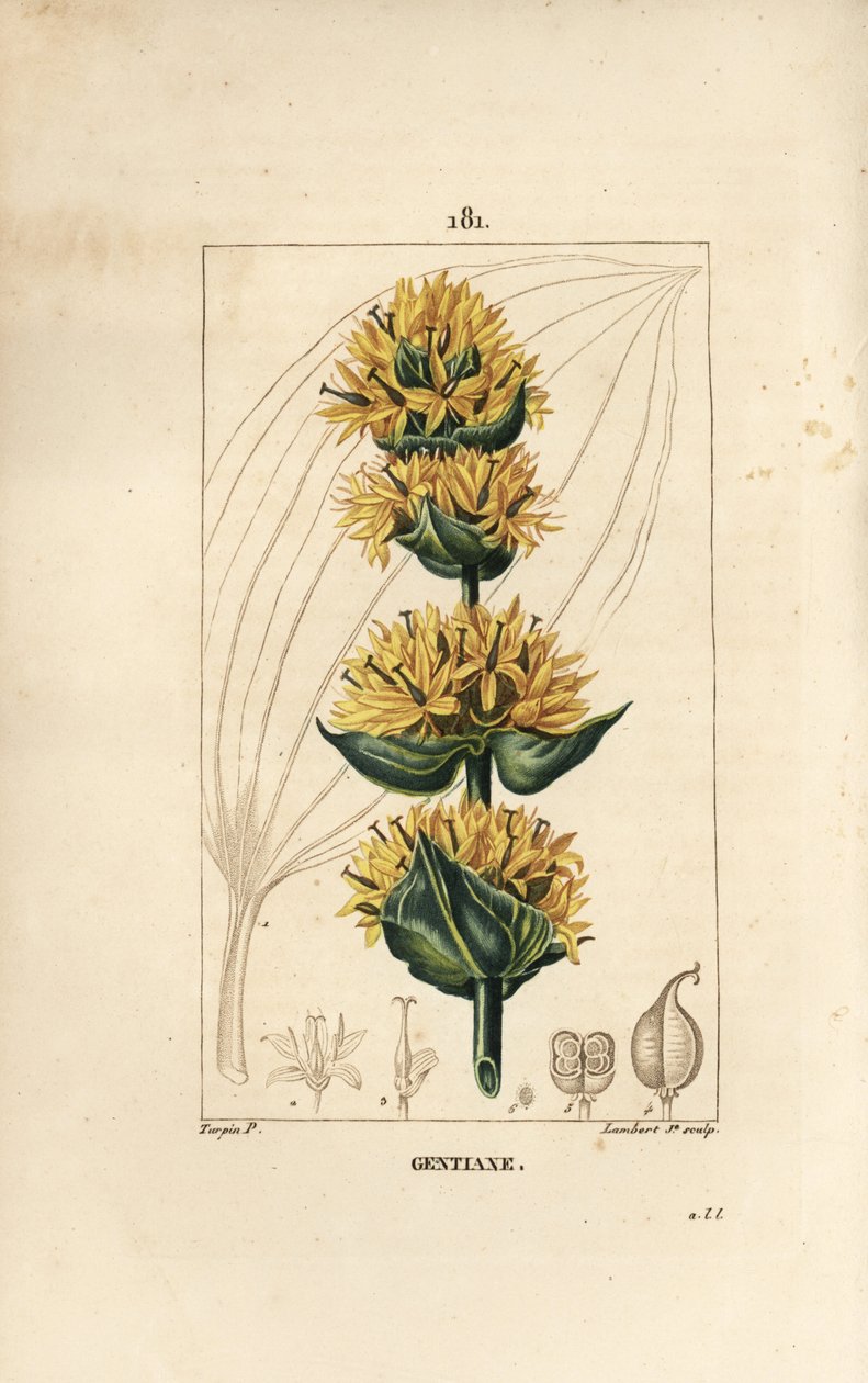 Sarı Gentian veya Büyük Gentian - Gentian, Gentiana lutea. Chaumeton, Poiret ve Chamberet