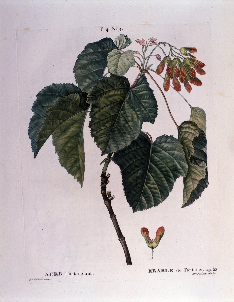 Botanik: Akçaağaç dalı. “” Nouveau Duhamel du Monceau veya Treats Treats Treats Trees and Çalılar'dan alınan plaka, Pierre Joseph Redoute (1759-1840) 1819 tarafından suluboya by Pierre Joseph (after) Redoute