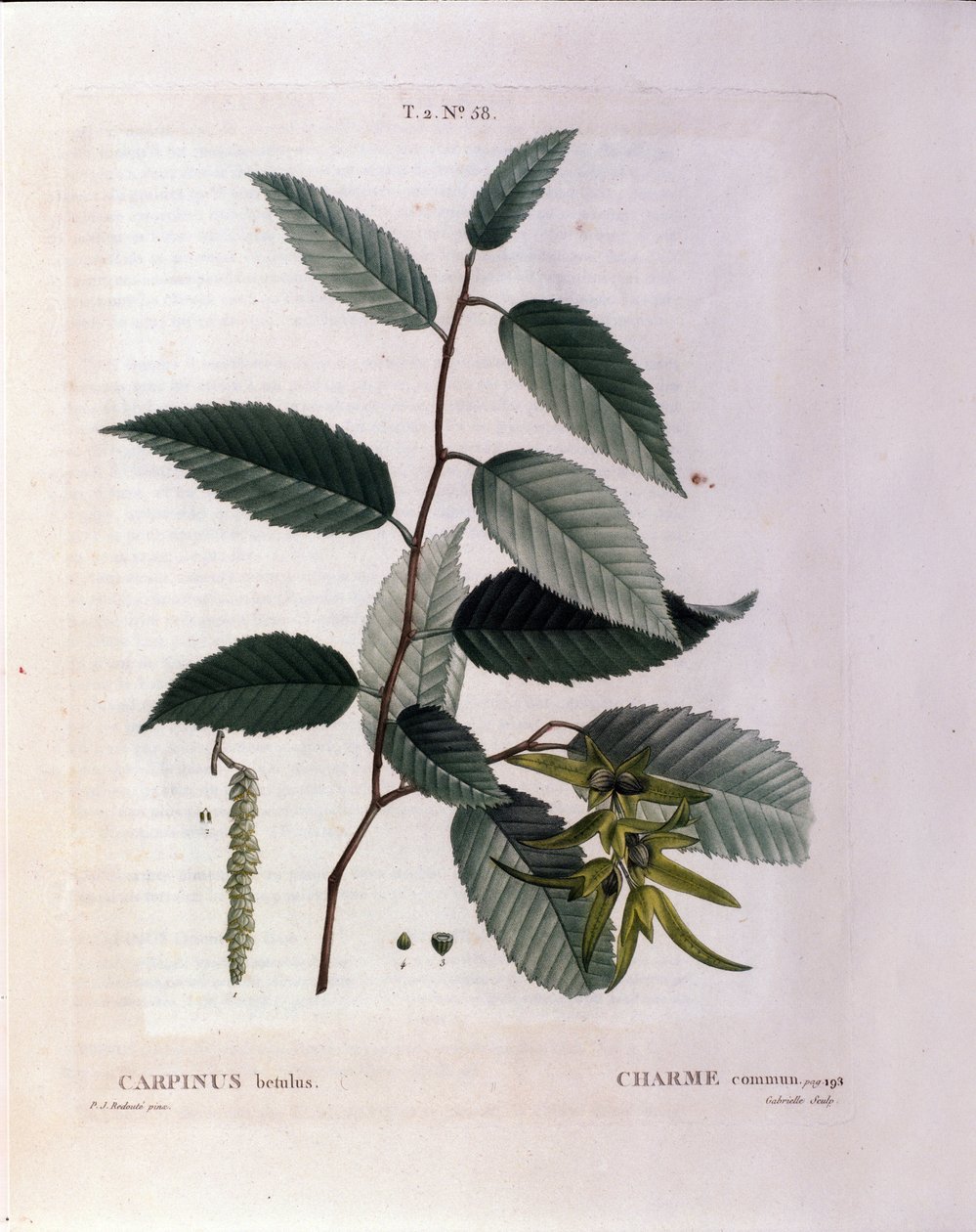 Botanik: çekicilik dalı. “” Nouveau Duhamel du Monceau veya Treats Treats Treats Trees and Çalılar'dan alınan plaka, Pierre Joseph Redoute (1759-1840) 1819 tarafından suluboya by Pierre Joseph (after) Redoute