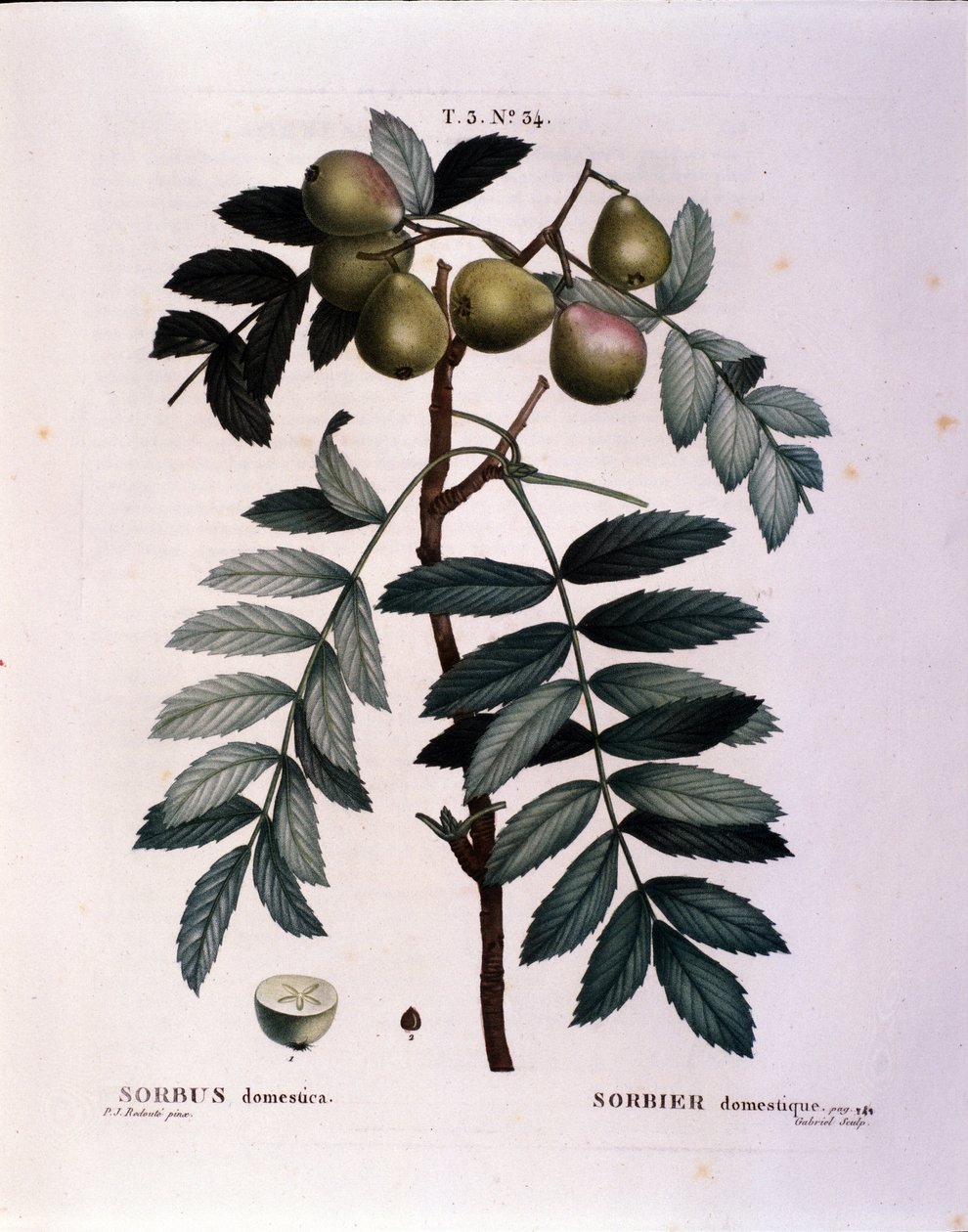 Botanik: cormier dalı (Sorbus domestica) “” Nouveau Duhamel du Monceau veya Treats Treats Trees and Çalılar Fransa