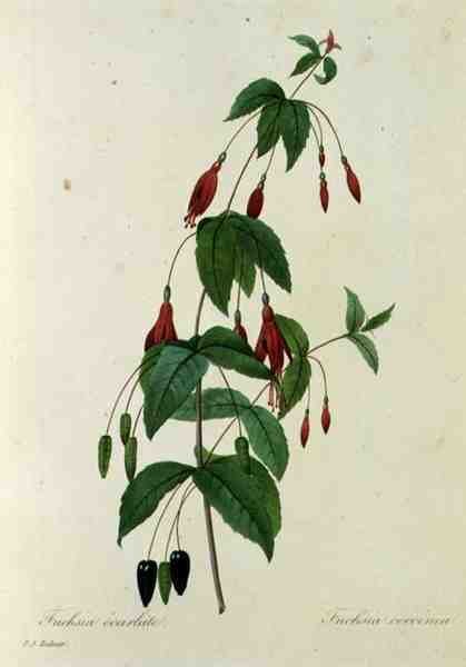 Fuşya coccinea, 