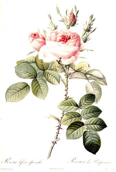 Rosa Bifera Officinalis, Langlois tarafından oyulmuş, Remond tarafından yayınlanmıştır (renkli gravür) by Pierre Joseph (after) Redoute