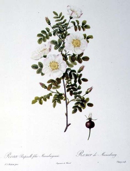 Rosa Pimpinellifolia Mariaeburgensis, Chapuy tarafından 