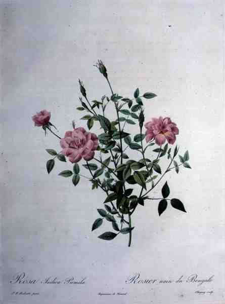 Rosa indica pumila (cüce Bengal gülü), Chapuy tarafından 