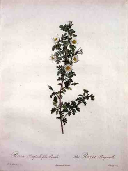 Rosa pimpinelli folia pumila (cüce İskoç gülü), Chapuy tarafından 