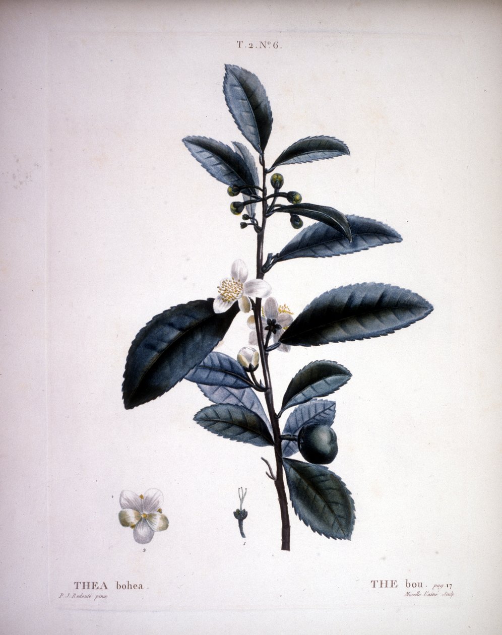 Thea Bohea - Redoute