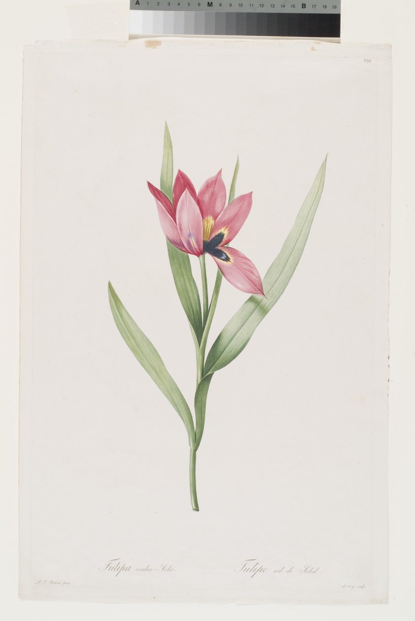  by Pierre Joseph (after) Redoute