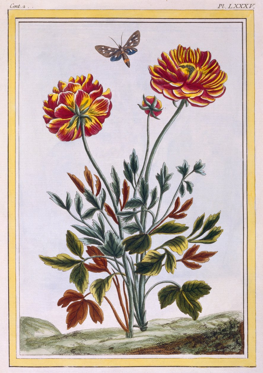 Çift çiçekli sarı haşhaş çeşidi, c.1776 (el boyaması gravür) by Pierre Joseph Buchoz