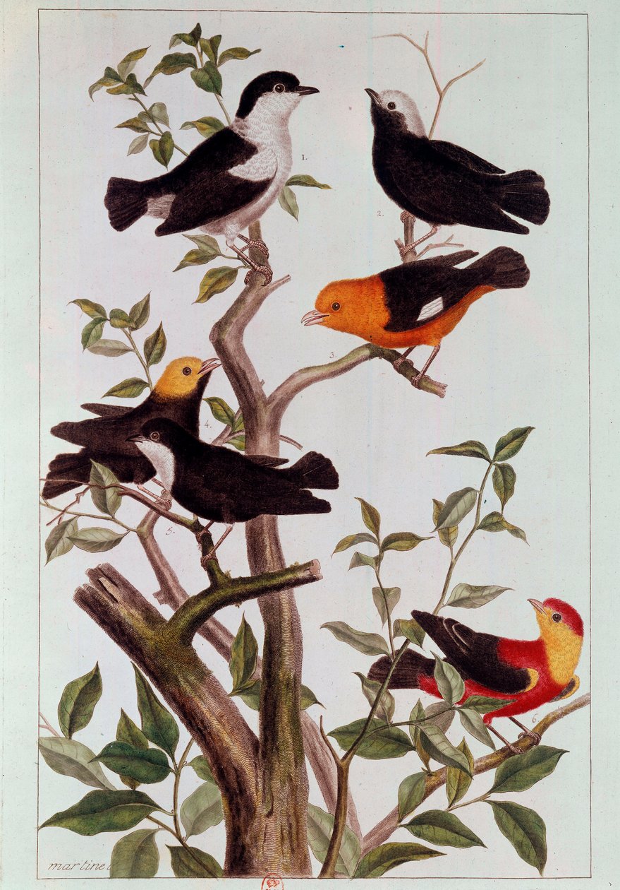 Dallardaki kuşlar Pierre Joseph (1731-1807) tarafından Litografi 18. yüzyıl Paris, B.N. by Pierre Joseph Buchoz