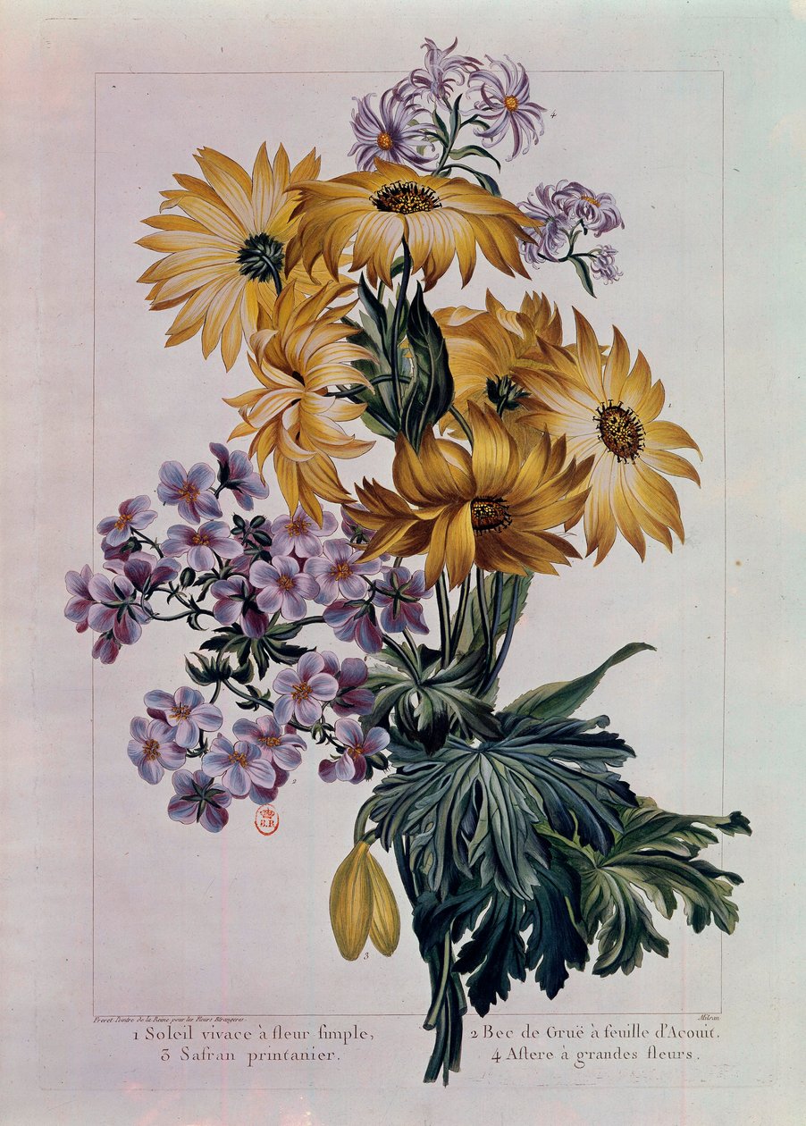 Güneş buketi ve diğer çiçekler. Tek Çiçekli Çok Yıllık Güneş, Acouit Yapraklı Turna Gagası ve Büyük Çiçekli Aster. Pierre Joseph (1731-1807) tarafından litografi 18. yüzyıl Paris, B.N. by Pierre Joseph Buchoz