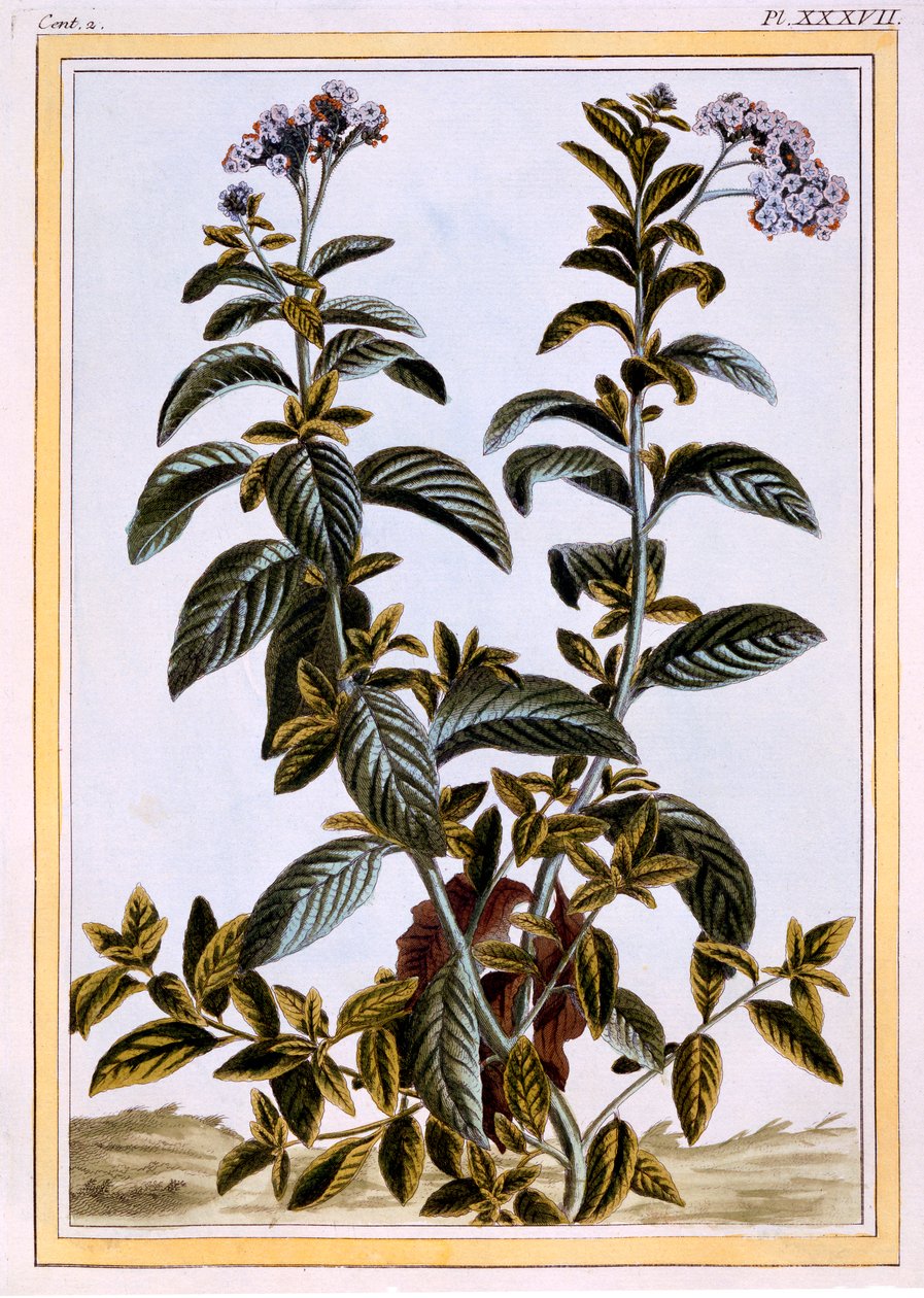 Kediotu veya Kirazlı Turta, pub. 1776. by Pierre Joseph Buchoz