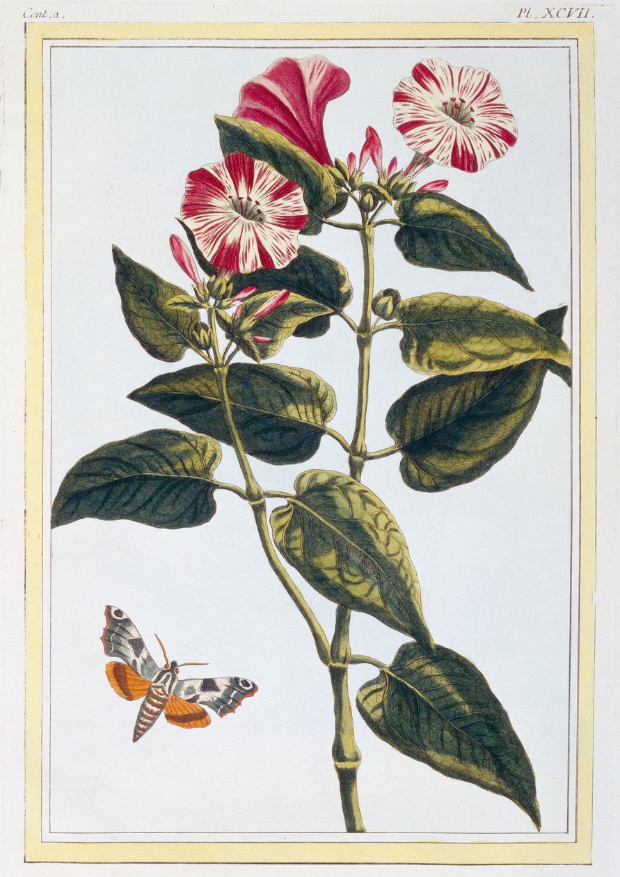 La Belle de Nuit Morning Glory, pub. 1776. by Pierre Joseph Buchoz