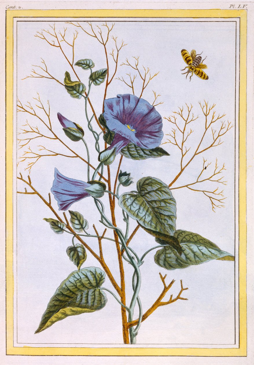 The Great Purple Bindweed Convolvulus, pub. 1776. by Pierre Joseph Buchoz