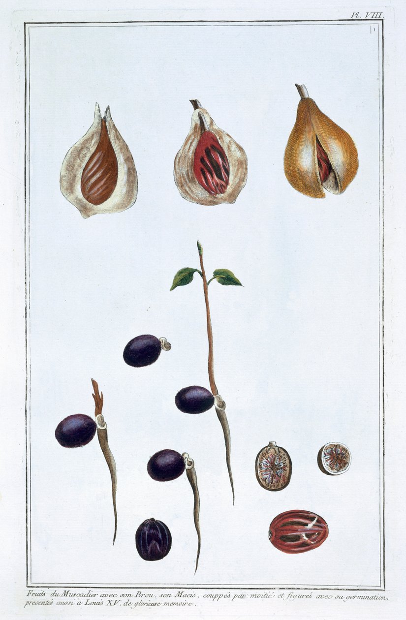 Küçük hindistan cevizi, c1751-1807 by Pierre Joseph Buchoz
