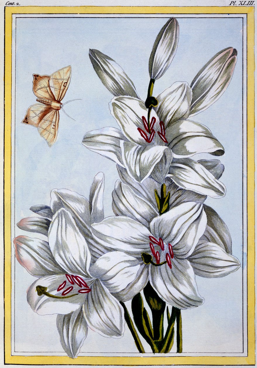 Büyük Beyaz Zambak, pub. 1776. by Pierre Joseph Buchoz