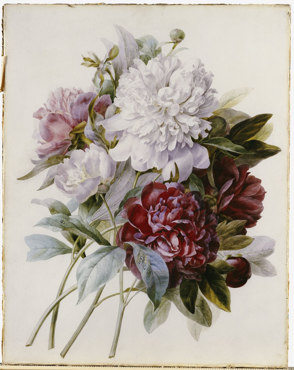 Kırmızı, Pembe ve Beyaz Şakayık Buketi by Pierre Joseph Redouté