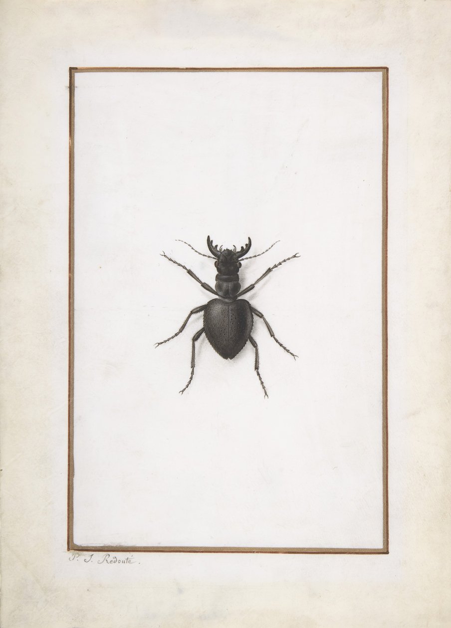Bir Geyik Böceği, . by Pierre Joseph Redouté