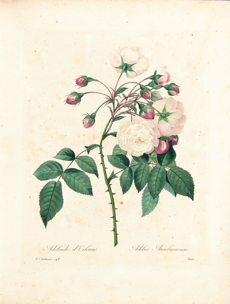 Adelaide d