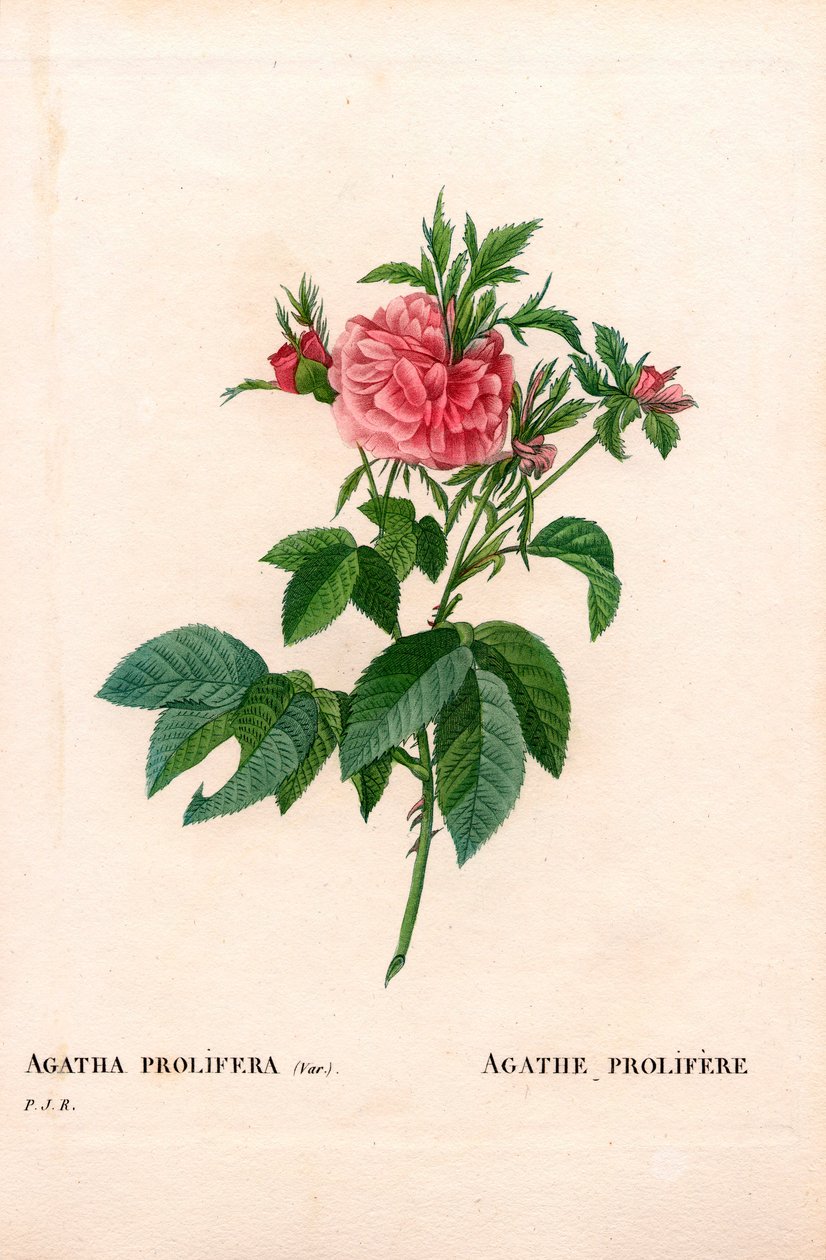 Agatha prolifere gülü, Rosa gallica çeşidi. Pierre Joseph Redoute'un "Les Roses", Paris'inden elle boyanmış noktalı bakır levha gravürü by Pierre Joseph Redouté