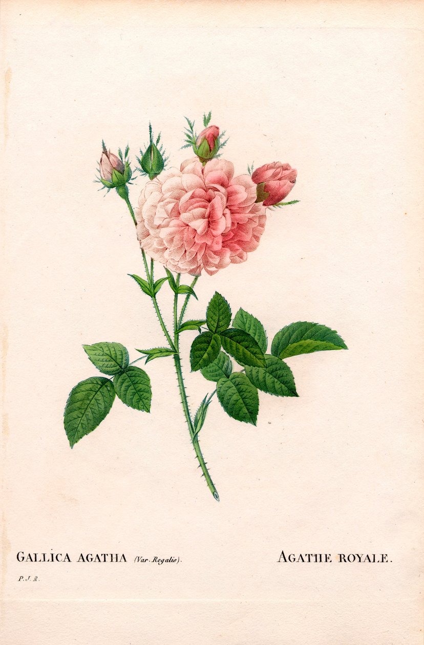 Agathe Royale gülü, Rosa gallica çeşidi. Pierre Joseph Redoute