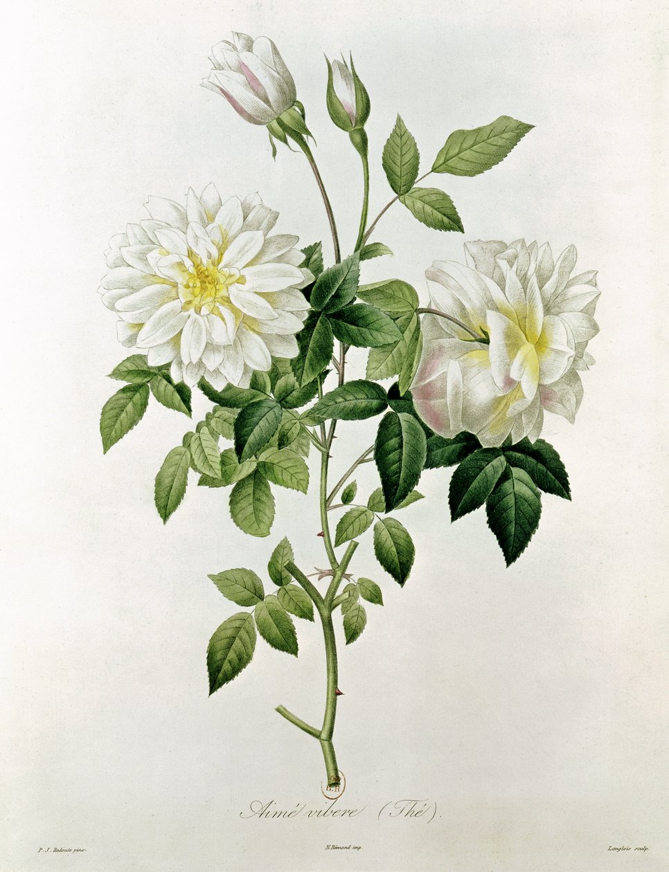 Eustache Hyacinthe Langlois (1777-1837) tarafından oyulmuş Aime Vibere (Çay) by Pierre Joseph Redouté