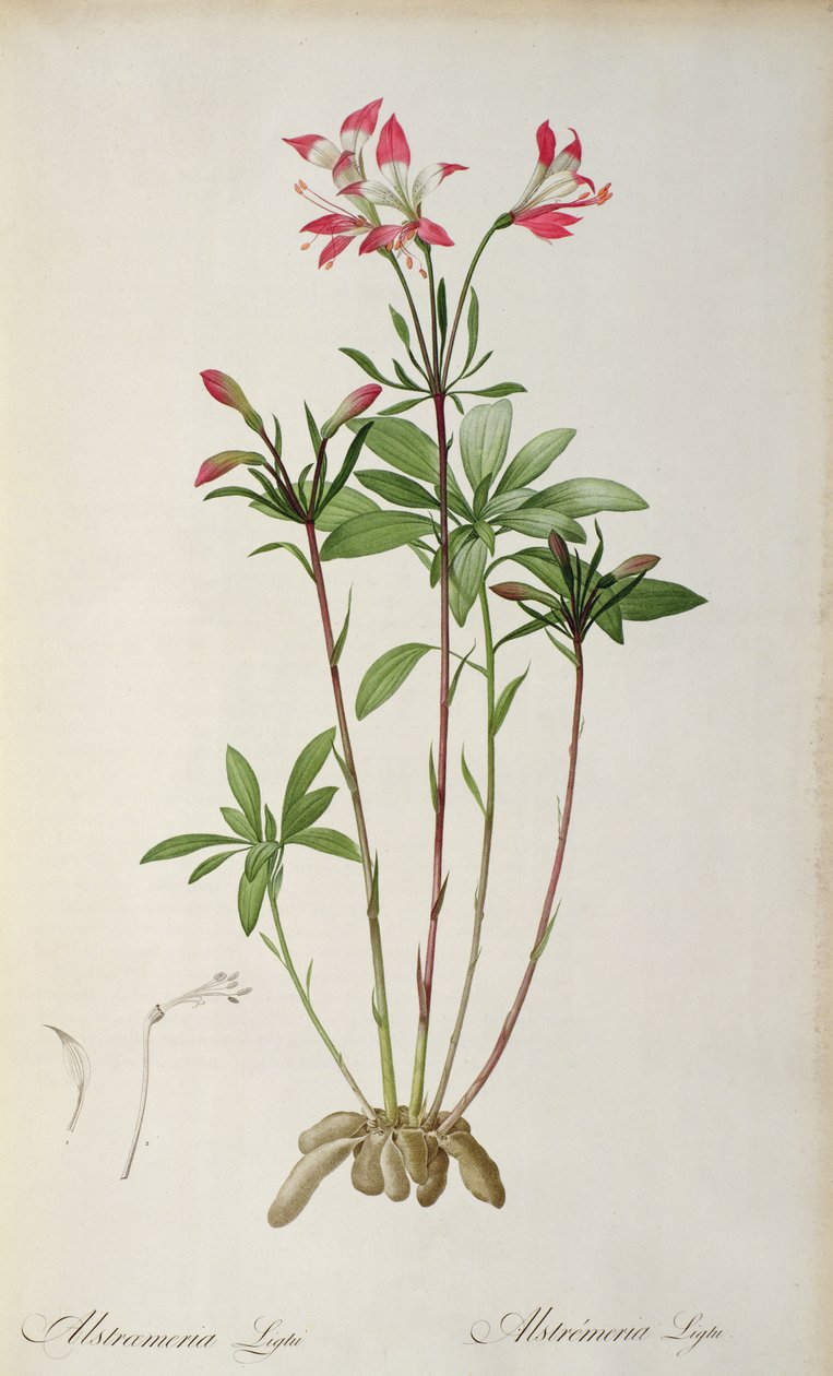 Alstraemeria Ligtu, 
