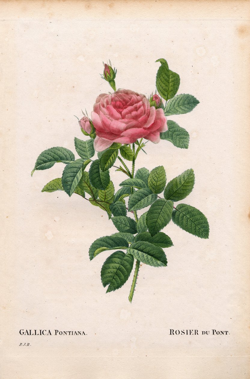 Andre Du Pont