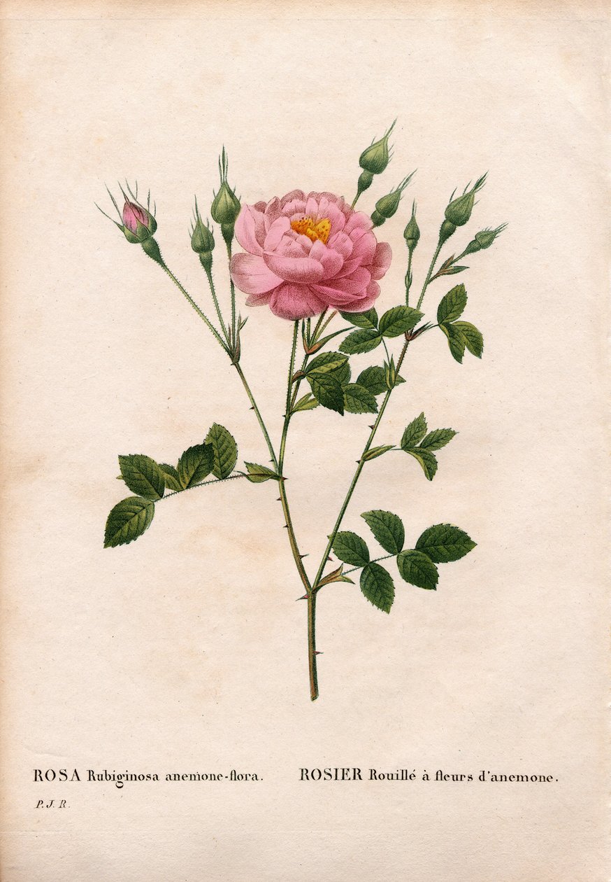 Anemon çiçekli tatlıbriar gülü, Rosa rubiginosa çeşidi, Anemon çiçekleri ile gül pası. Pierre Joseph Redoute