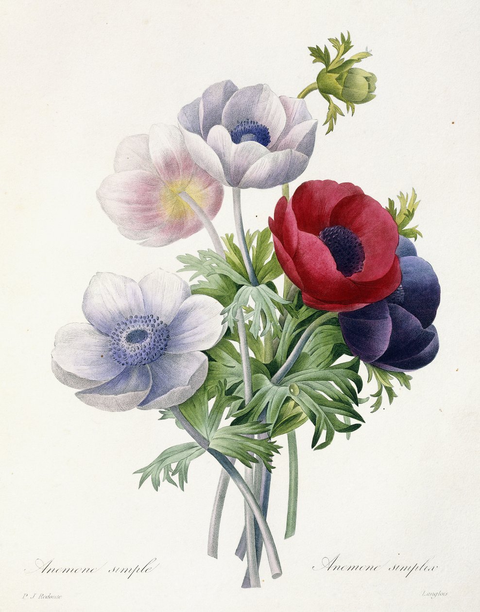 Anemone Simple, Pierre Joseph Redoute