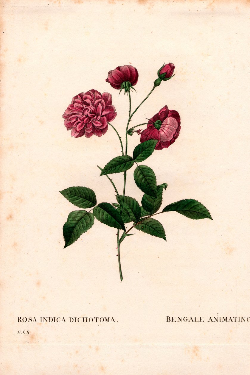 Çin gülü canlandırıyor, Rosa chinensis melezi, Bengal canlandırıyor. Pierre Joseph Redoute