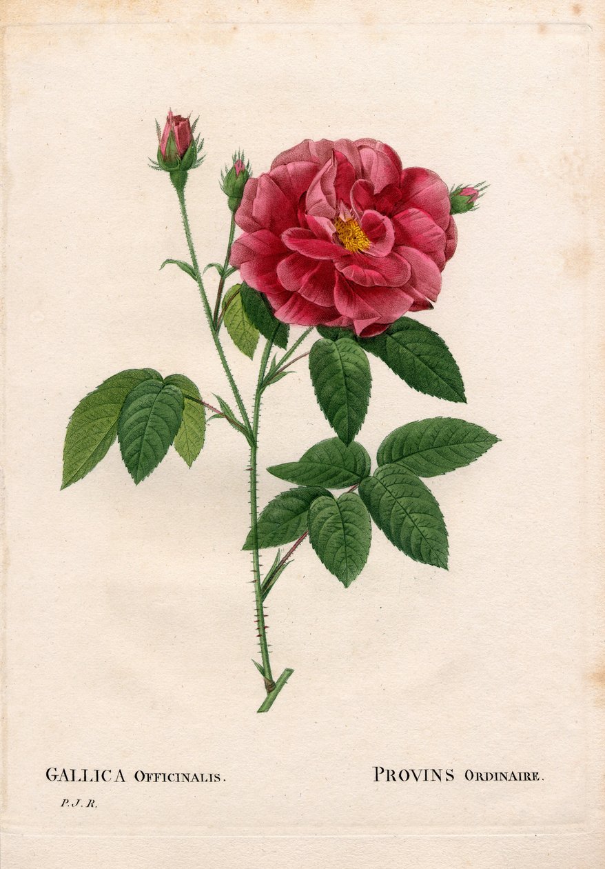 Eczacının gülü, Rosa gallica var. officinalis, Rose de Provins sıradan. Pierre Joseph Redoute