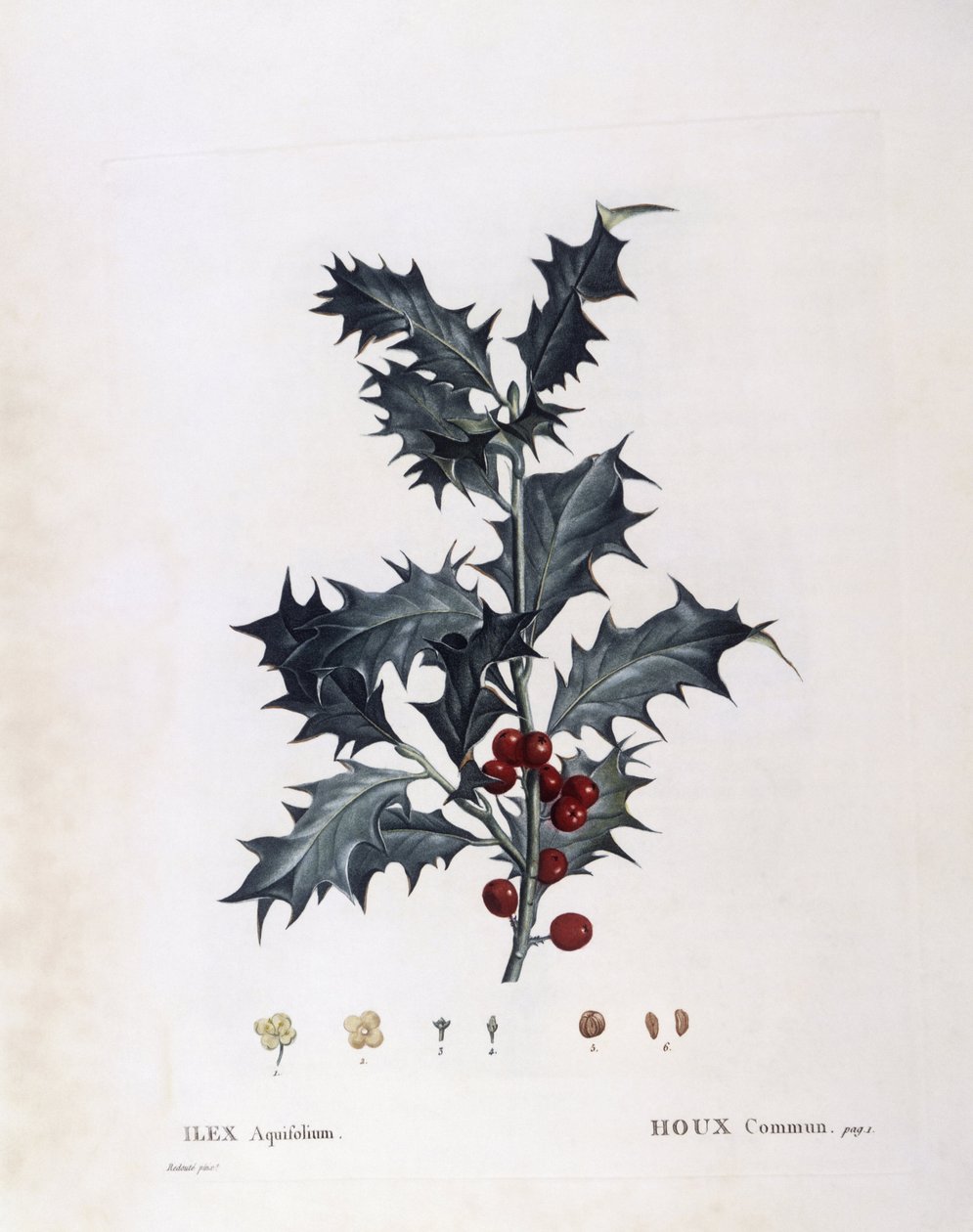 Aquifoliaceae - Avrupa kutsal (Ilex aquifolium). (botanik tabak by Pierre Joseph Redouté