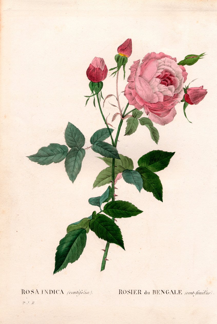 Bengal 100 yapraklı pembe, Rosa chinensis çeşidi, Bengal gülü (yüz yapraklı). Pierre Joseph Redoute