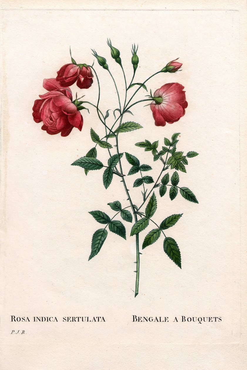 Bengal a Bouquets