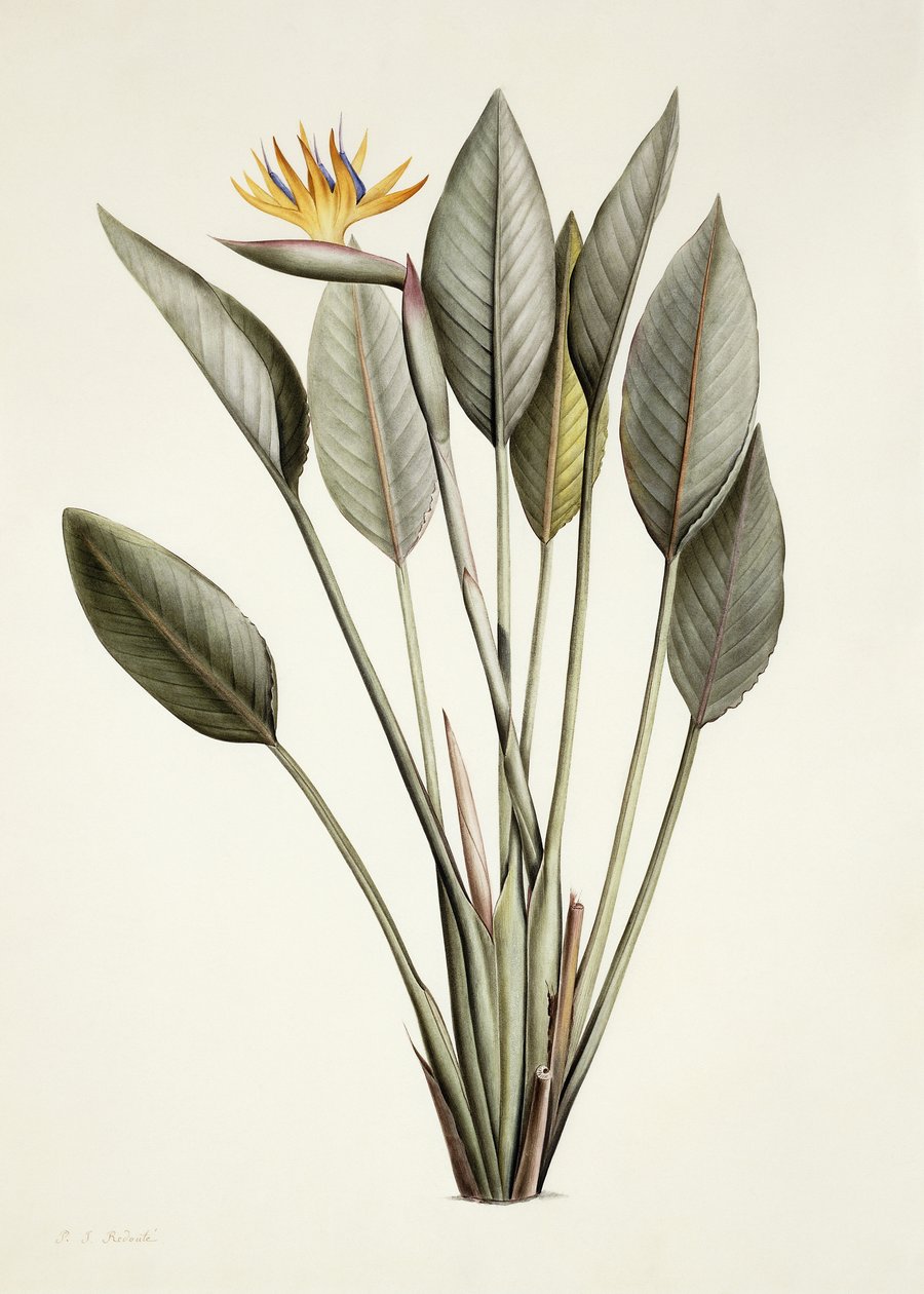 Cennet kuşu; Strelitzia Reginae, by Pierre Joseph Redouté