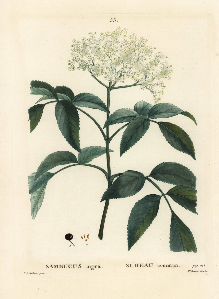Siyah mürver veya Avrupa mürver, Sambucus nigra. Henri Louis Duhamel du Moncel