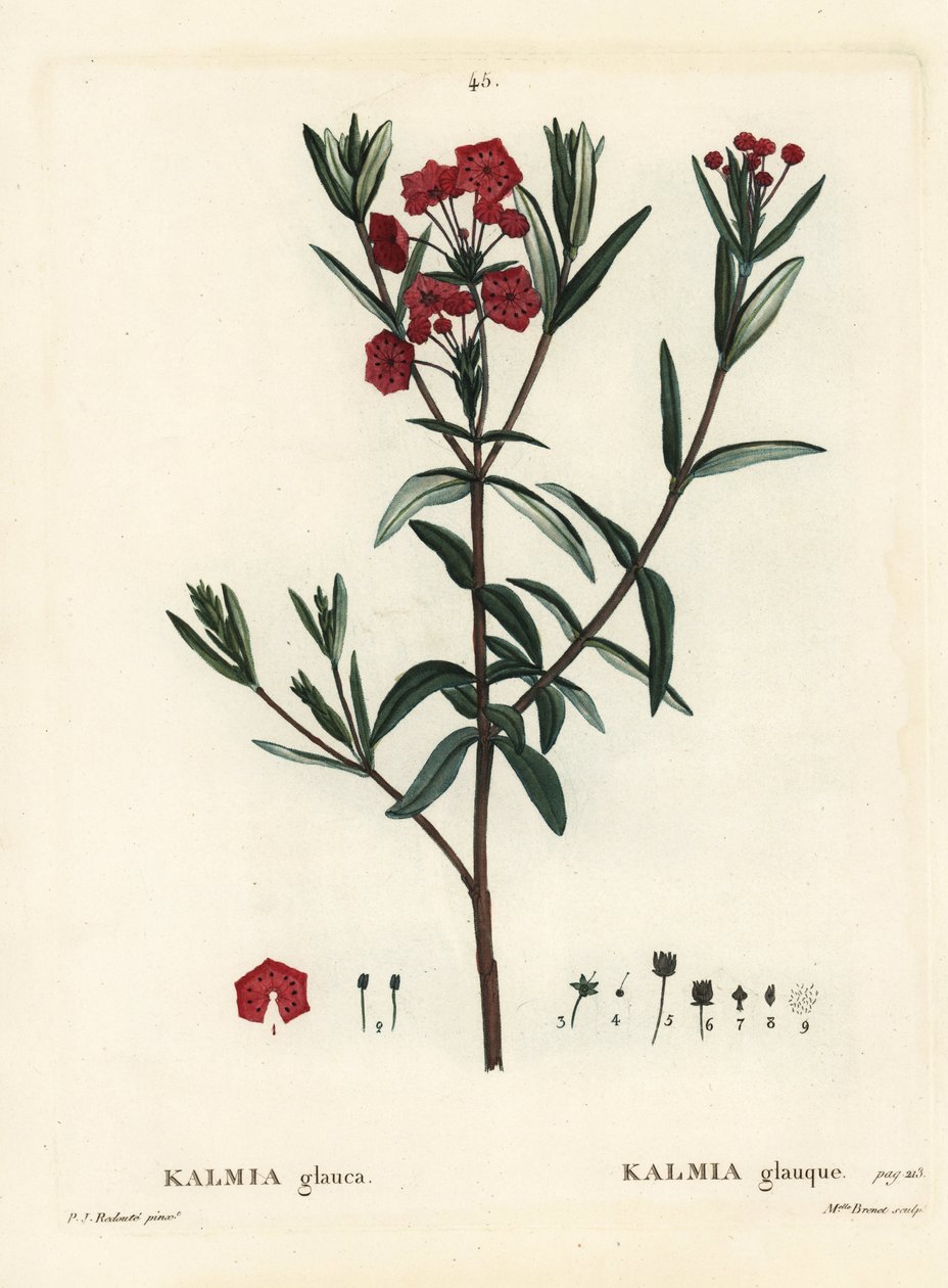 Bataklık defnesi, Kalmia polifolia (Kalmia glauca). Henri Louis Duhamel du Moncel'in Treat des Arbres et Shrustes, Paris'inden Pierre-Joseph Redoute'un bir illüstrasyonundan sonra Miss Brenet tarafından elle boyanmış noktalı gravür by Pierre Joseph Redouté