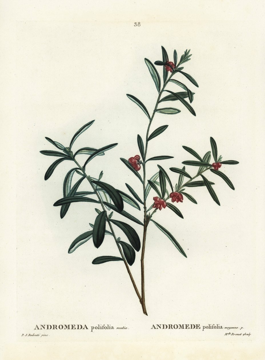 Bataklık biberiye, Andromeda polifolia. Henri Louis Duhamel du Monceau