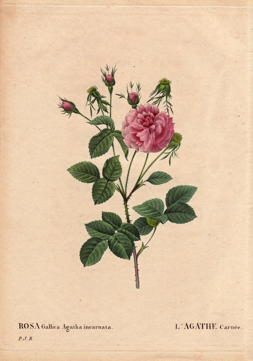 Botanik Kurulu, Çiçek, Gül Çeşitleri: Agathe carnee (Rosa gallica agatha incarnata). Kökeni bilinmeyen, Rose Gallica Damask
