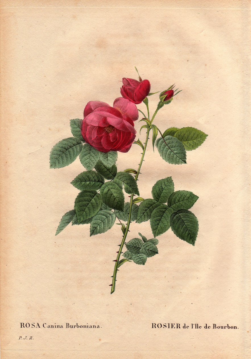 Botanik Kurulu, Çiçek, Gül Çeşitleri: Bourbon Adası Gülü (Rosa canina burbonia). 1821'de Fransa'nın Neuilly bahçelerinde Mösyö Jacques tarafından Bourbon adasından tohumlarla yetiştirildi. Pierre Joseph Redoute (1759-184) tarafından "" Le by Pierre Joseph Redouté