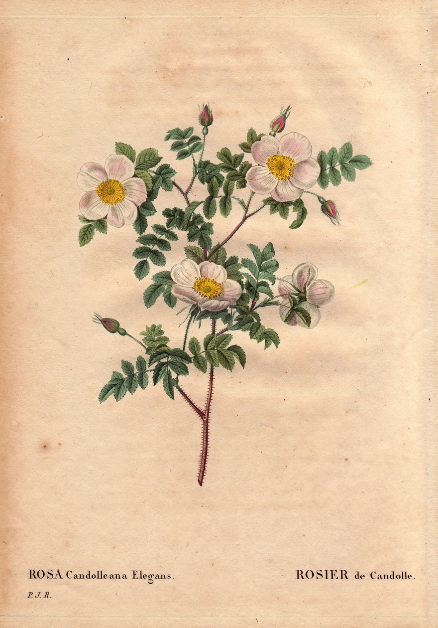 Botanik Kurulu, Çiçek, Gül Çeşitleri: De Candolle'nin beyaz gülü veya Rose de Candolle (Rosa candolleana elegans). Yaban gülü, Güney Avrupa'da keşfedildi ve 1819'da De Candolle olarak adlandırıldı. Pierre Joseph Redoute'un (1759-1840) " by Pierre Joseph Redouté