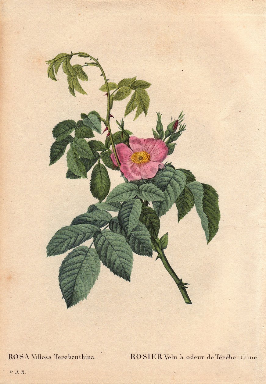 Botanik Kurulu, Çiçek, Gül Çeşitleri: Tüylü Gül, Terebenthine (Rosa Villosa Terebenthina) kokusuna sahiptir. Pierre Joseph Redoute (1759-1840) tarafından "" Les Roses", Cilt 2
