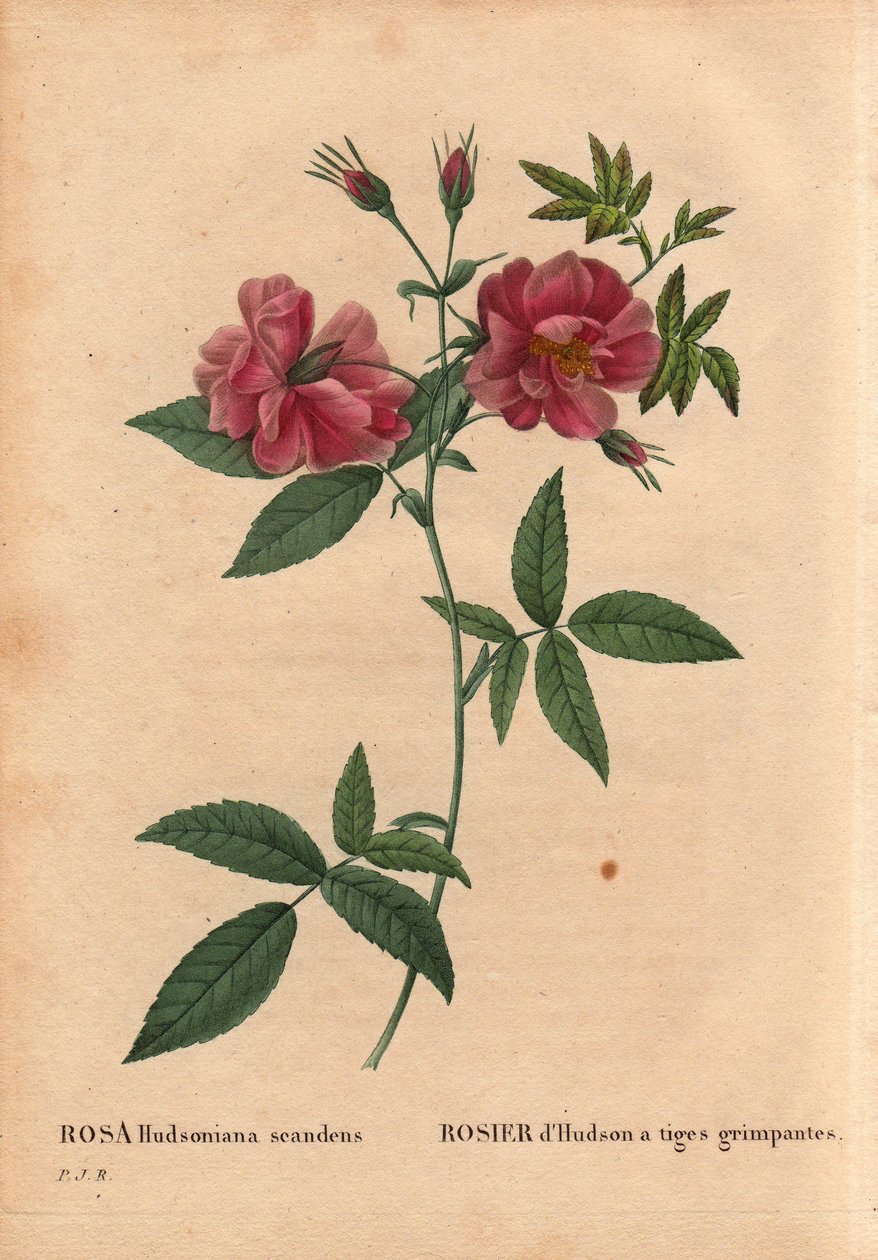 Botanik Kurulu, Çiçek, Gül Çeşitleri: Hudson, tırmanan gövdeli gül (Rosa hudsoniana scandens). Kuzey Amerika