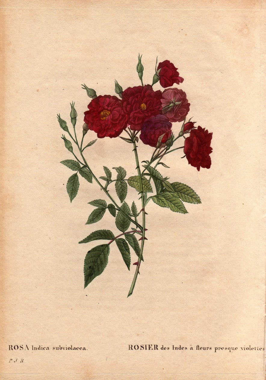 Botanik Kurulu, Çiçek, Gül Çeşitleri: Hindistan Gülü, neredeyse mor çiçeklerle (Rosa indica subviolacea). 1812 civarında M. Ternaux tarafından yetiştirildi. Pierre Joseph Redoute (1759-1840) tarafından “” Les Roses”, Cilt 2