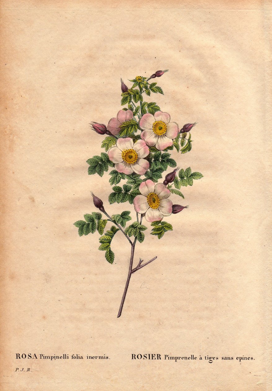 Botanik Kurulu, Çiçek, Gül Çeşitleri: Pimprenelle gül, sapları dikensiz (Rosa pimpinellifolia inermis). Pierre Joseph Redoute