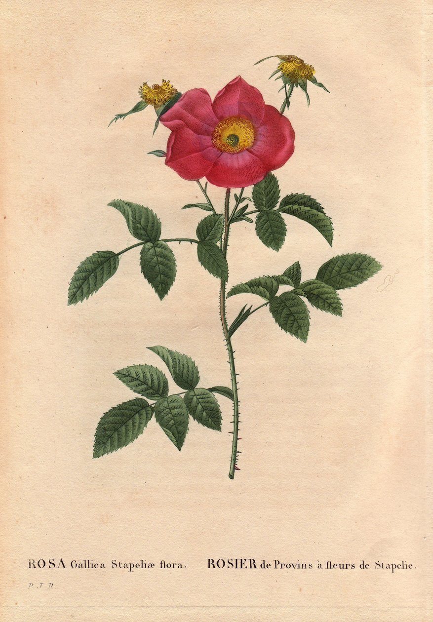 Botanik Kurulu, Çiçek, Gül Çeşitleri: Stapelia çiçekli Provin Gülü (Rosa Gallica Stapeliae florası), muhtemelen soyu tükenmiş türler. Pierre Joseph Redoute'un (1759-1840) "Les Roses", Cilt 2'sinde by Pierre Joseph Redouté