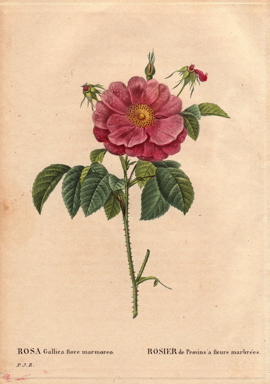 Botanik Panosu, Çiçek, Gül Çeşitleri: Mermer çiçekli Provin Rose (Rosa gallica flore marmoreo). Bilinmeyen köken. Pierre Joseph Redoute (1759-1840) tarafından "" Les Roses", Cilt 2