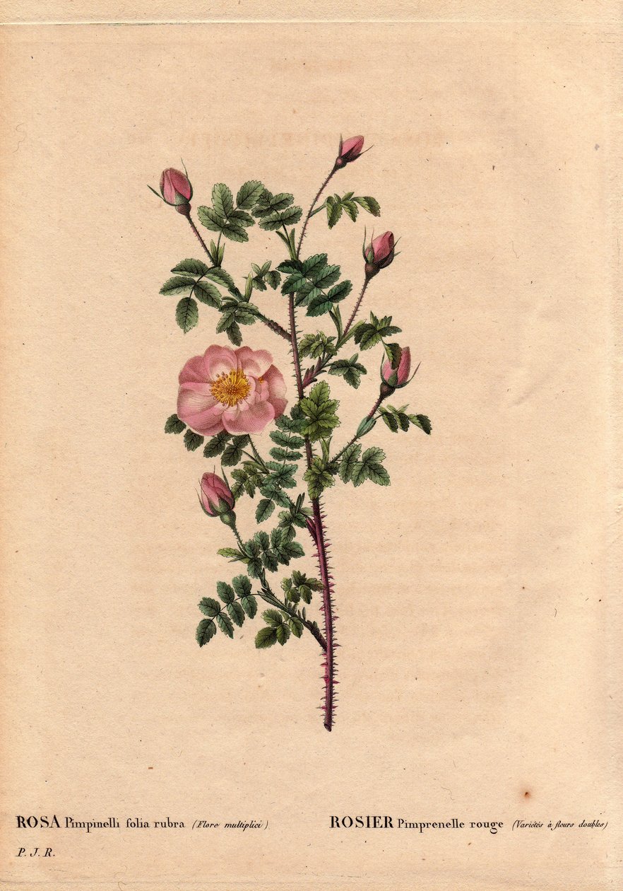 Botanik Panosu, Çiçek, Gül Çeşitleri: Kırmızı Pimprenelle Gül (Çift çiçeğe sahiptir). Latince: Rosa pimpinellifolia rubra. Mösyö Descenemet tarafından 1800 dolaylarında yetiştirilen çiçekler. Pierre Joseph Redoute